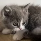 ブリティッシュショートヘア【埼玉県・男の子・2025年10月17日・ブルー&ホワイト】の写真3