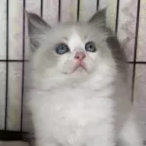 ラグドール【埼玉県・女の子・2025年8月24日・ブルーポイントバイカラー】の写真3