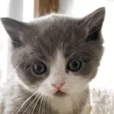 ブリティッシュショートヘア【埼玉県・男の子・2025年11月4日・ブルー&ホワイト】の写真4