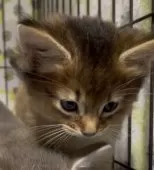 ソマリ【埼玉県・男の子・2025年8月5日・ルディ】の写真4