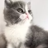 ブリティッシュショートヘア【埼玉県・男の子・2025年10月17日・ブルー&ホワイト】の写真4