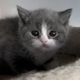 ブリティッシュショートヘア【埼玉県・男の子・2025年11月4日・ブルー&ホワイト】の写真5