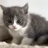 ブリティッシュショートヘア【埼玉県・男の子・2025年10月17日・ブルー&ホワイト】の写真5