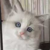 ラグドール【埼玉県・女の子・2025年8月24日・ブルーポイントバイカラー】の写真5