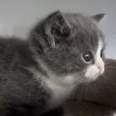 ブリティッシュショートヘア【埼玉県・男の子・2025年11月4日・ブルー&ホワイト】の写真6