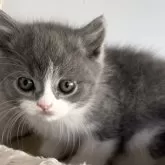 ブリティッシュショートヘア【埼玉県・男の子・2025年10月17日・ブルー&ホワイト】の写真6