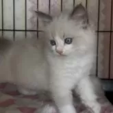 ラグドール【埼玉県・女の子・2025年8月24日・ブルーポイントバイカラー】の写真6