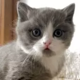 ブリティッシュショートヘア【埼玉県・男の子・2025年11月4日・ブルー&ホワイト】の写真6