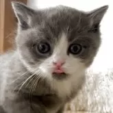 ブリティッシュショートヘア【埼玉県・男の子・2025年11月4日・ブルー&ホワイト】の写真7