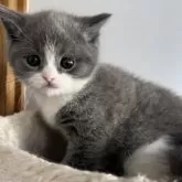 ブリティッシュショートヘア【埼玉県・男の子・2025年11月4日・ブルー&ホワイト】の写真7