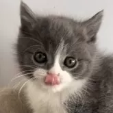 ブリティッシュショートヘア【埼玉県・男の子・2025年10月17日・ブルー&ホワイト】の写真8