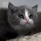 ブリティッシュショートヘア【埼玉県・男の子・2025年11月4日・ブルー&ホワイト】の写真8