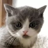 ブリティッシュショートヘア【埼玉県・男の子・2025年11月4日・ブルー&ホワイト】の写真8