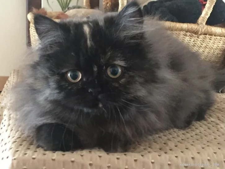 ID：1609-00662の子猫