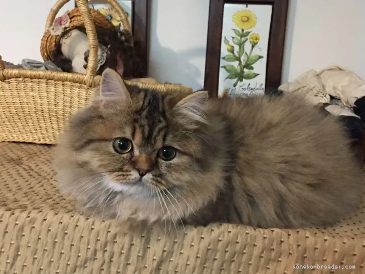 ID:1612-00155の子猫