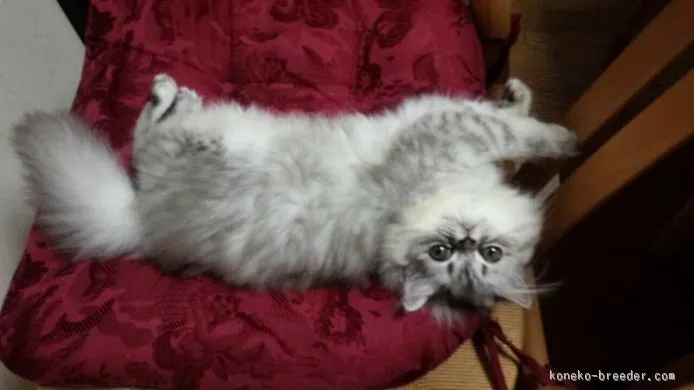 ID:1509-00249の子猫