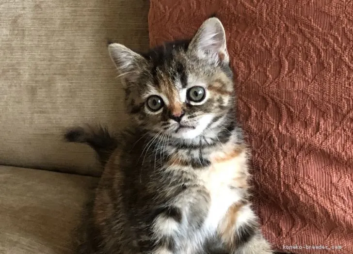 ID:1905-00288の子猫