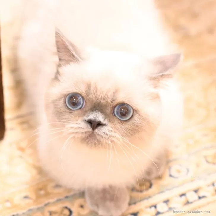 ID：2407-02987の子猫