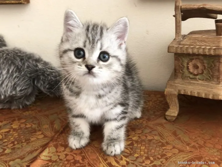 ID：2010-01466の子猫