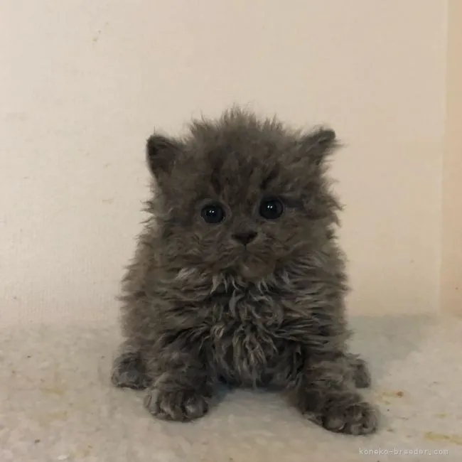 ID：2106-02162の子猫