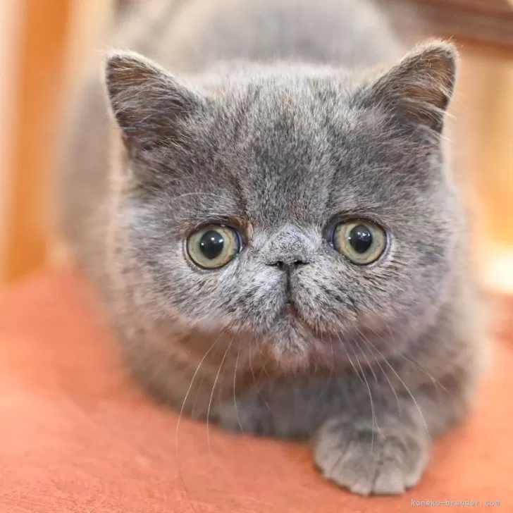 ID：2402-02451の子猫