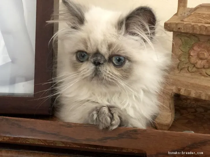 ID：2002-01468の子猫