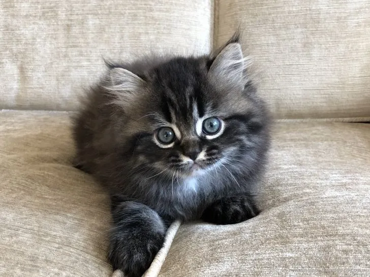 ID：1811-01180の子猫