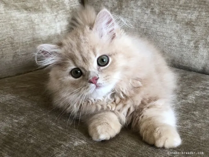 ID:1807-00238の子猫