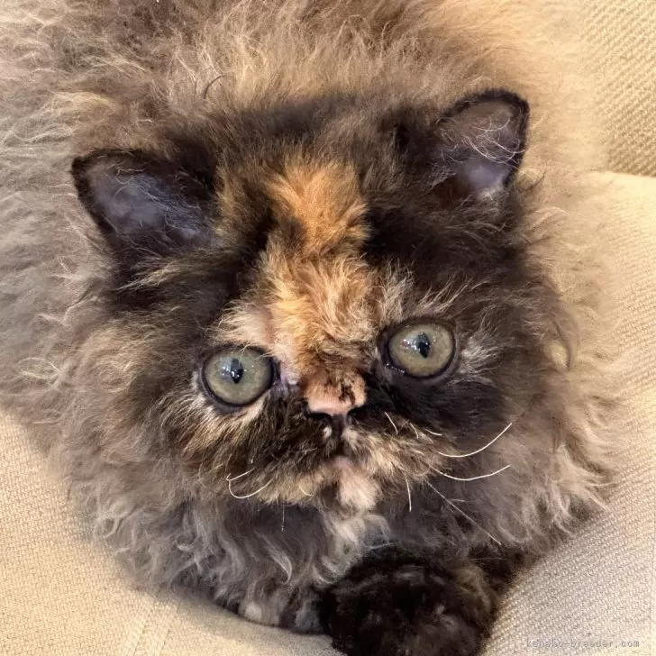 セルカークレックス【栃木県・女の子・2023年12月5日・トーティ】の写真1