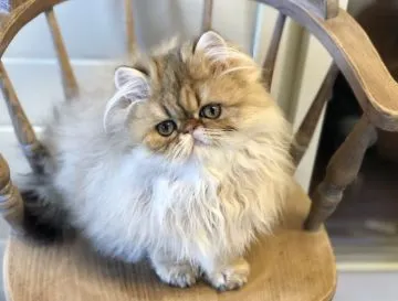 陶器製 チンチラ？ペルシャ？ヒマラヤン？猫の置物 約36センチ
