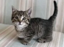 マンチカン(短足)【栃木県・女の子・2017年12月8日・ブラウンタビー】の写真1