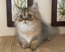 ペルシャ(チンチラ)【栃木県・男の子・2016年5月25日・ゴールデン】の写真2