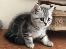 ミヌエット【栃木県・男の子・2020年8月25日・シルバークラシックタビー】の写真3