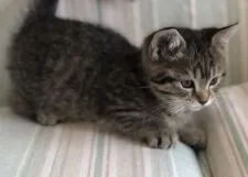 マンチカン(短足)【栃木県・女の子・2017年12月8日・ブラウンタビー】の写真3