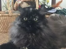 ミヌエット【栃木県・女の子・2016年7月20日・トーティシェル】の写真5