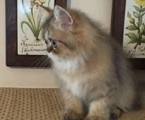 ペルシャ(チンチラ)【栃木県・男の子・2016年5月25日・ゴールデン】の写真5