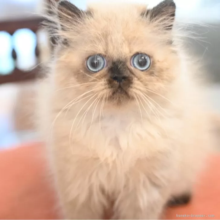 ID：2412-01944の子猫