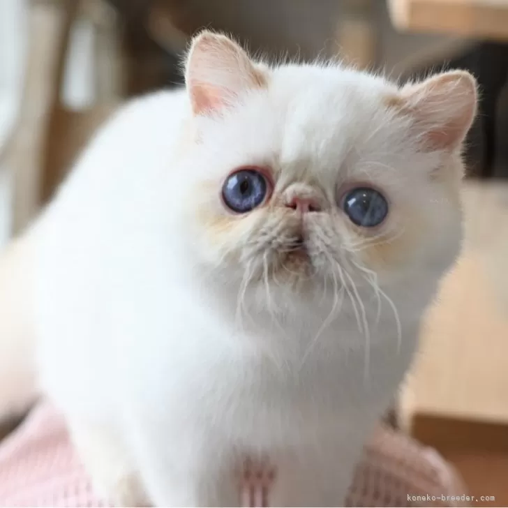 ID：2505-01800の子猫