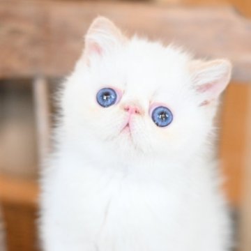 エキゾチックショートヘア【栃木県・男の子・2025年1月9日・クリームポイント】の写真「ふわふわモコモコショートヘア」