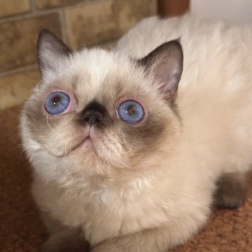 セルカークレックス【栃木県・男の子・2025年5月2日・シールポイント】の写真「クリクリのブルーアイ」
