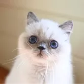 エキゾチックショートヘア
