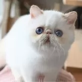 エキゾチックショートヘア