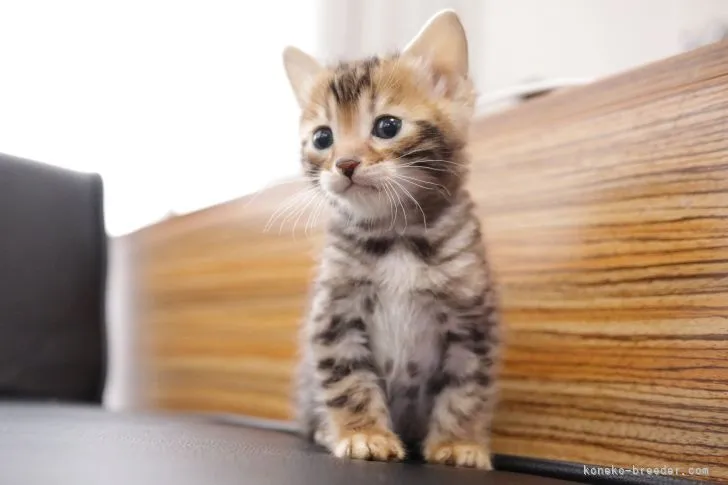 ID：2203-00289の子猫