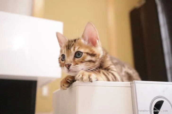 ID：2203-00288の子猫