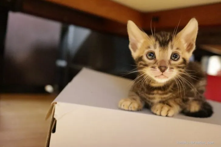 ID：2009-00478の子猫