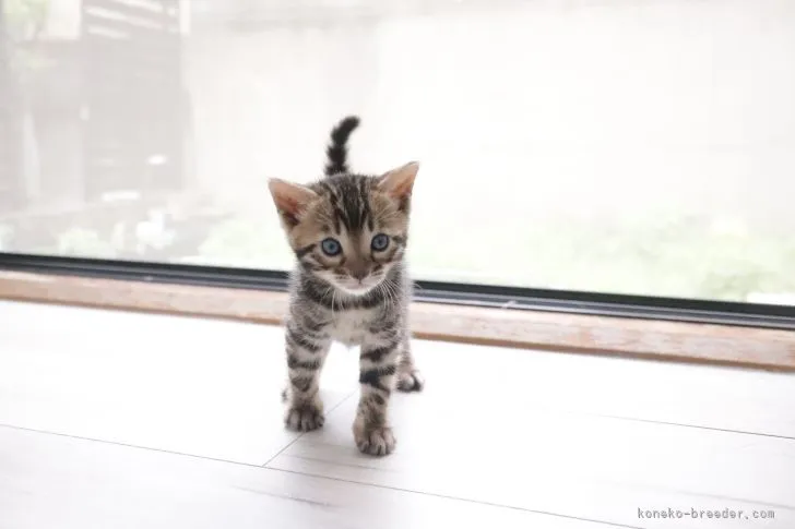 アズキネコ 様のお迎えした子猫