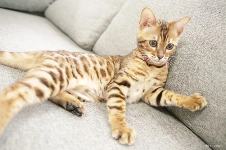 ID：2102-00317の子猫