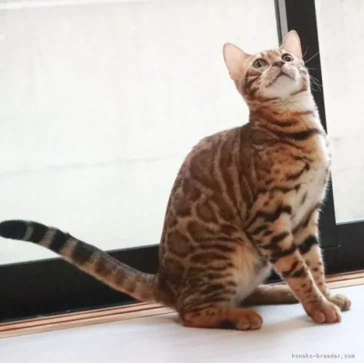 ID:2305-02835の子猫