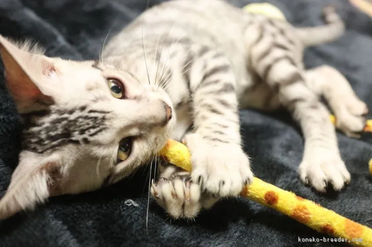 ID:1810-01077の子猫