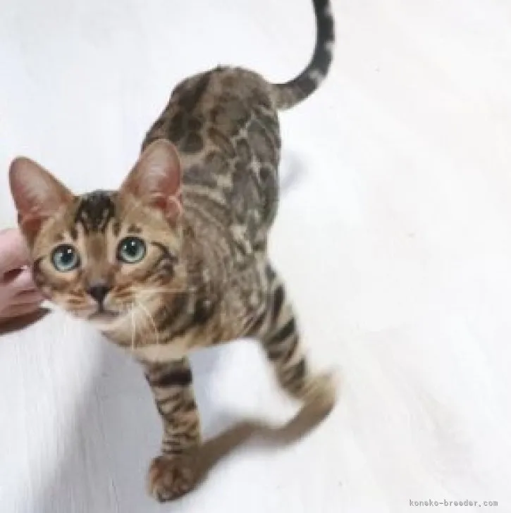 ID：2302-01332の子猫
